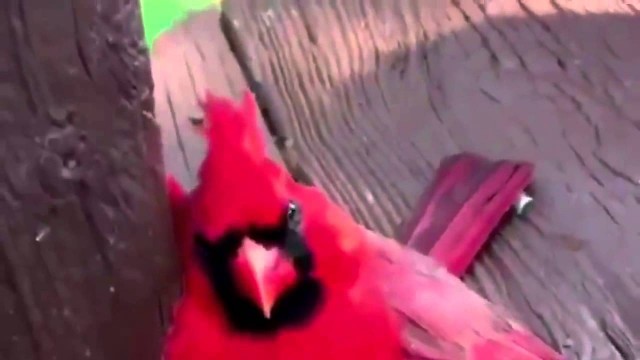 Bird Smokes a joint and gets HIGH